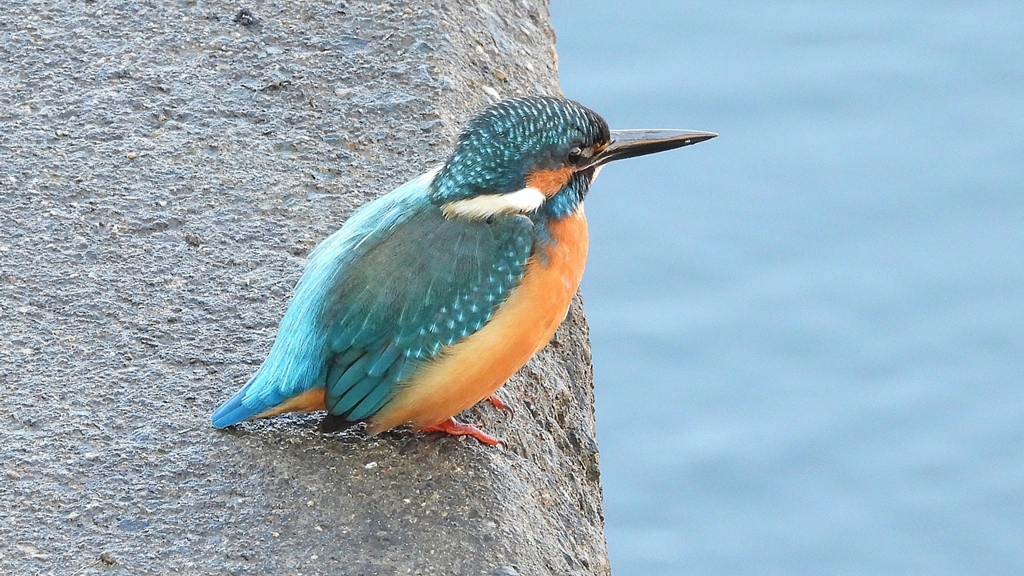 DSCN5640：カワセミ（オス）