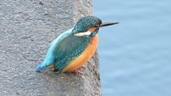 DSCN5640：カワセミ（オス）