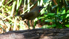 P2310258：ノゴマ（オス