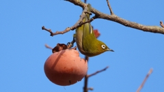 DSCN8630：メジロ