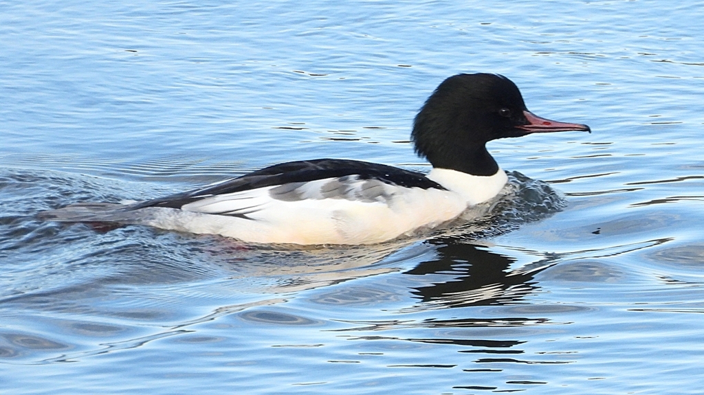 DSCN5212：カワアイサ（オス）