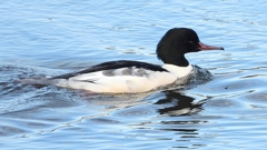 DSCN5212：カワアイサ（オス）