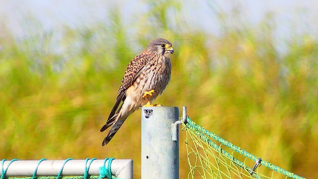 P2340330：チョウゲンボウ