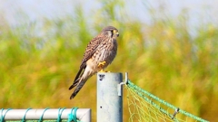 P2340330：チョウゲンボウ