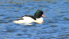 DSCN5851：カワアイサ