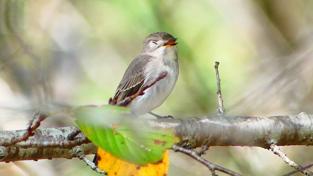 P2260607：コサメビタキ