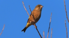 DSCN6516：カワラヒワ