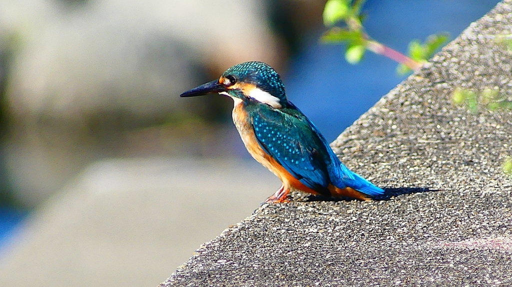 P2270322：カワセミ（オス）