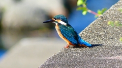 P2270322:カワセミ(オス) P2270322:カワセミ(オス)