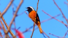 P2360204：ジョウビタキ（オス）