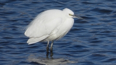 DSCN3346：コサギ