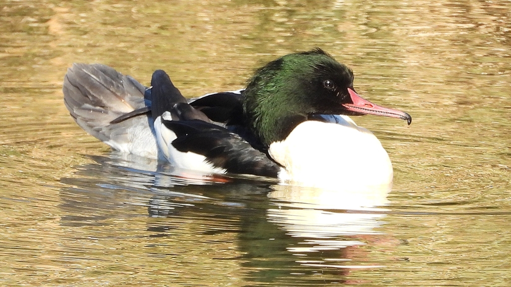 DSCN1914：カワアイサ（オス）