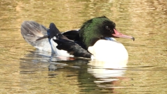 DSCN1914：カワアイサ（オス）