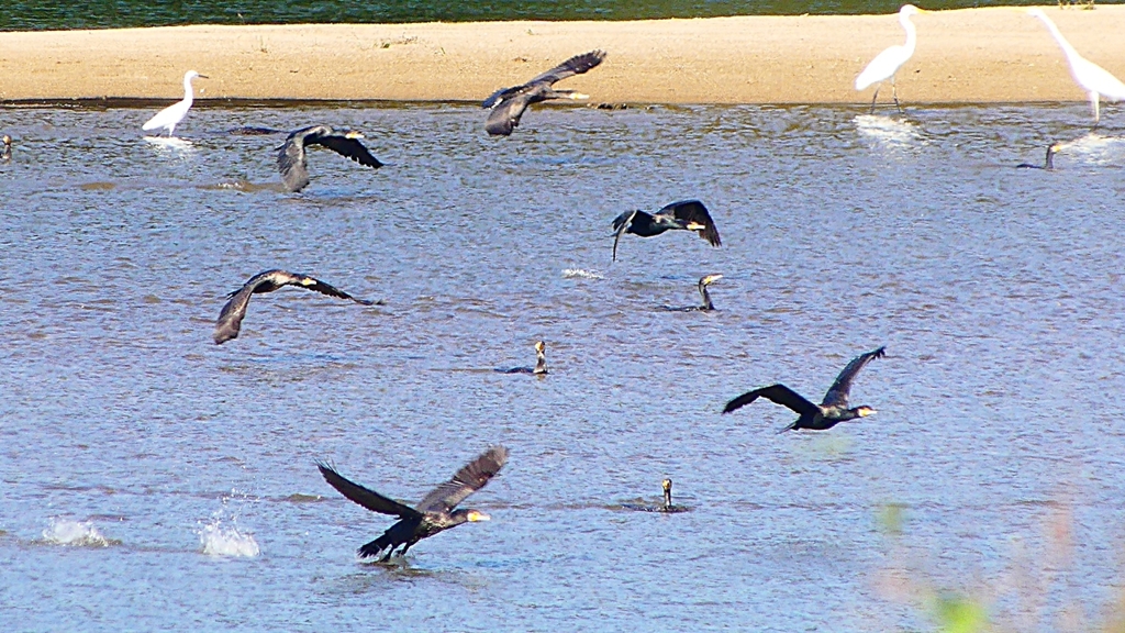 P2330312：カワウの狩り