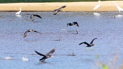 P2330312：カワウの狩り