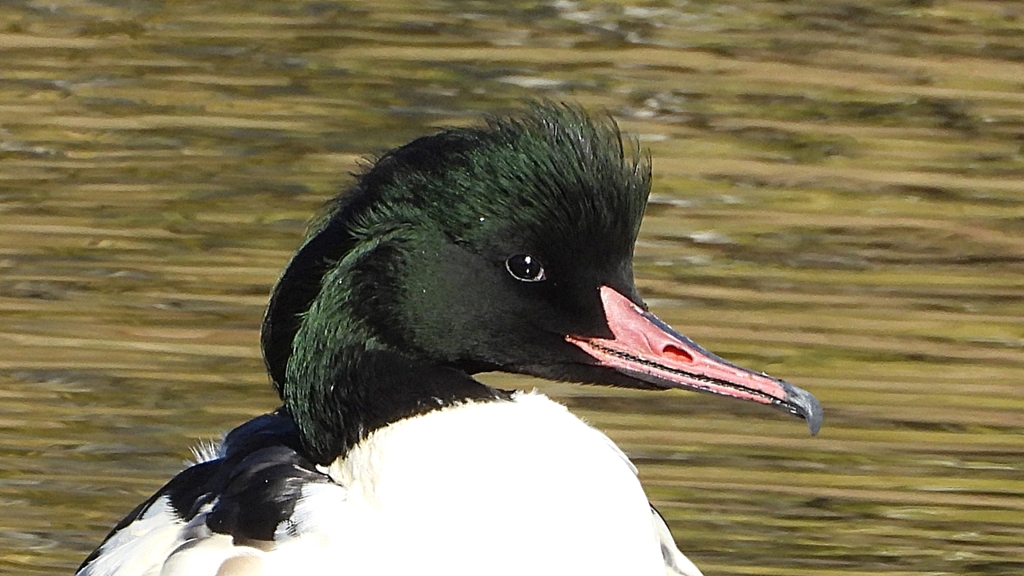 DSCN1464：カワアイサ（オス）