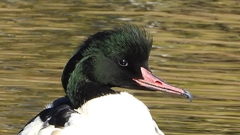 DSCN1464：カワアイサ（オス）