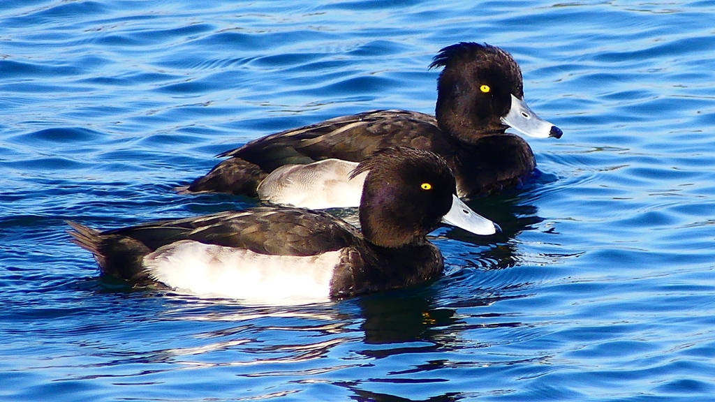 P2380417：キンクロハジロ（オス）