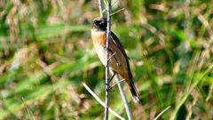 P2310738：ノビタキ