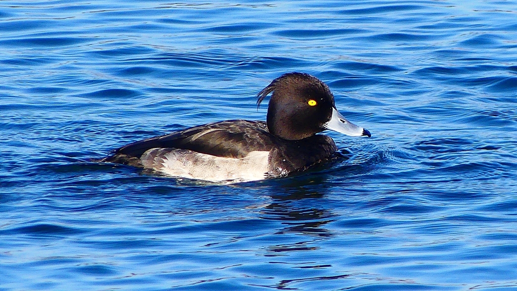 P2380388：キンクロハジロ（オス）