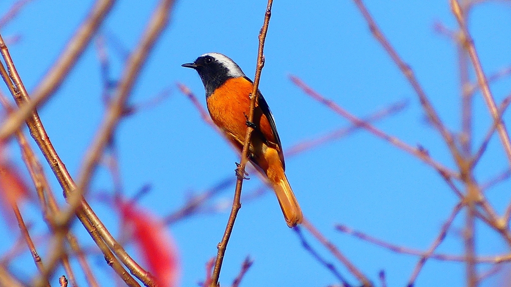 P2360199：ジョウビタキ（オス）