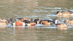 DSCN6088：ハシビロガモ