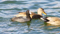 P2410583：オカヨシガモ、オオバン