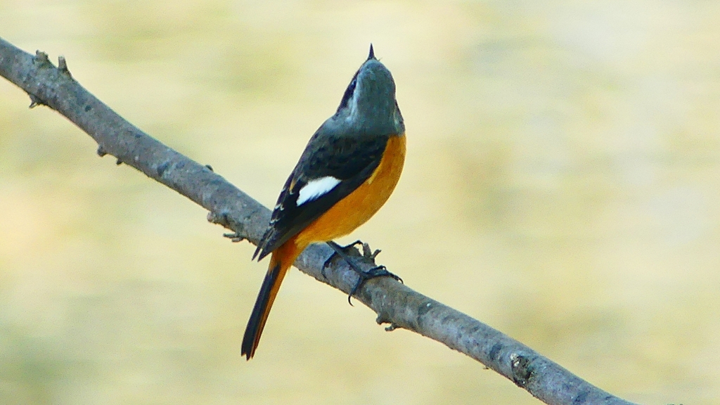 P2290703：ジョウビタキ（オス）