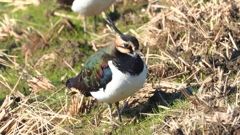 DSCN6663：タゲリ