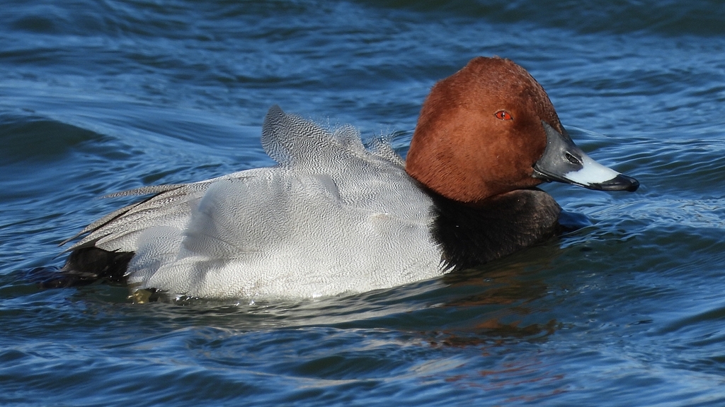 DSCN1087：ホシハジロ（オス）