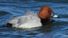 DSCN1087：ホシハジロ（オス）