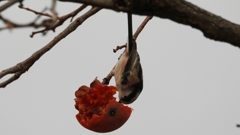 DSCN8553：エナガ