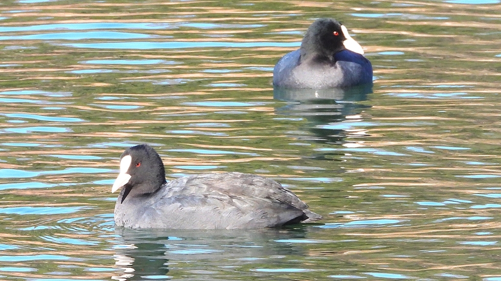 DSCN8287：オオバン