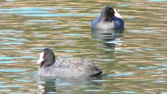 DSCN8287：オオバン