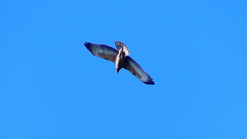 P2250300：ハチクマ