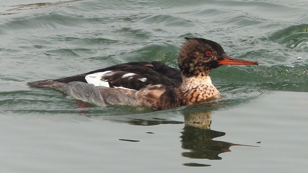 DSCN7294：ウミアイサ