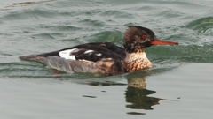 DSCN7294：ウミアイサ