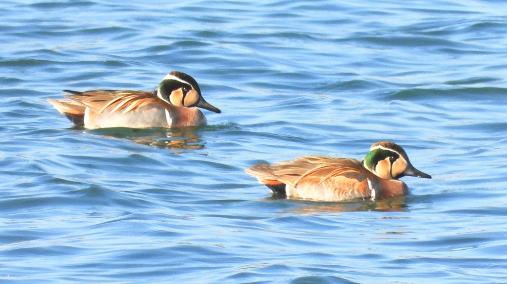 DSCN1148：トモエガモ