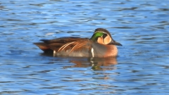 DSCN7865：トモエガモ（オス）