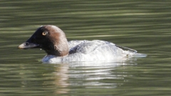 DSCN2294：ホオジロガモ（メス）