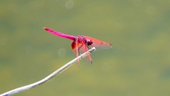 P2270638：ベニトンボ（オス）