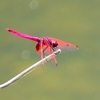 P2270638：ベニトンボ（オス）