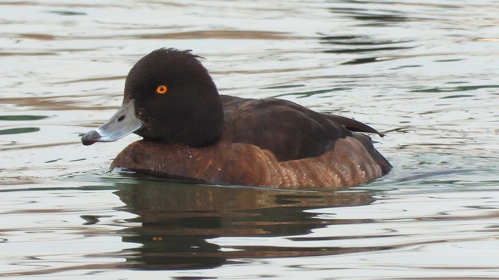 DSCN7145：キンクロハジロ（メス）