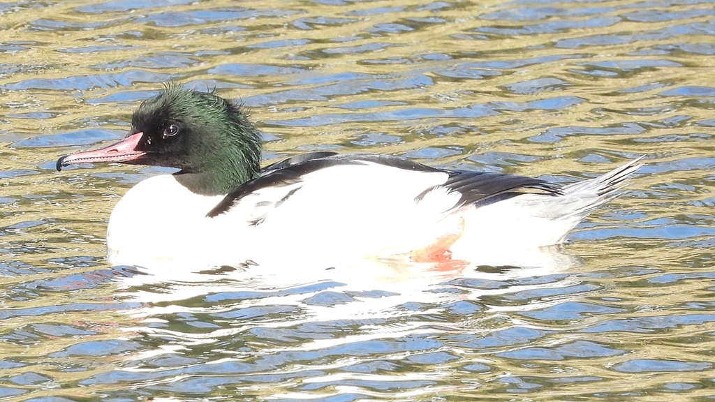 DSCN1875：カワアイサ（オス）