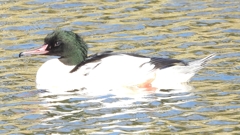 DSCN1875：カワアイサ（オス）