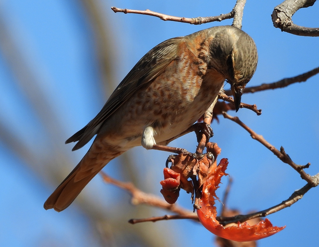 DSCN8830：ハチジョウツグミ