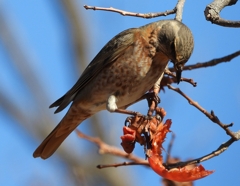 DSCN8830：ハチジョウツグミ