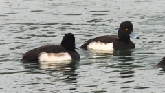 DSCN7136：キンクロハジロ（オス）