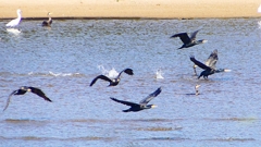 P2330293：カワウの狩り