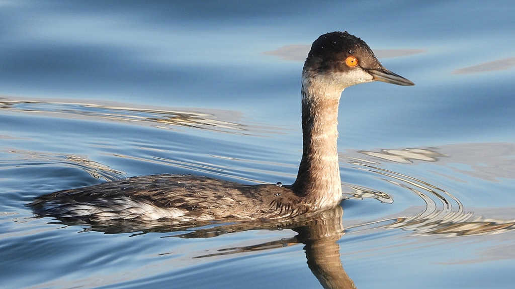 DSCN9304：ハジロカイツブリ